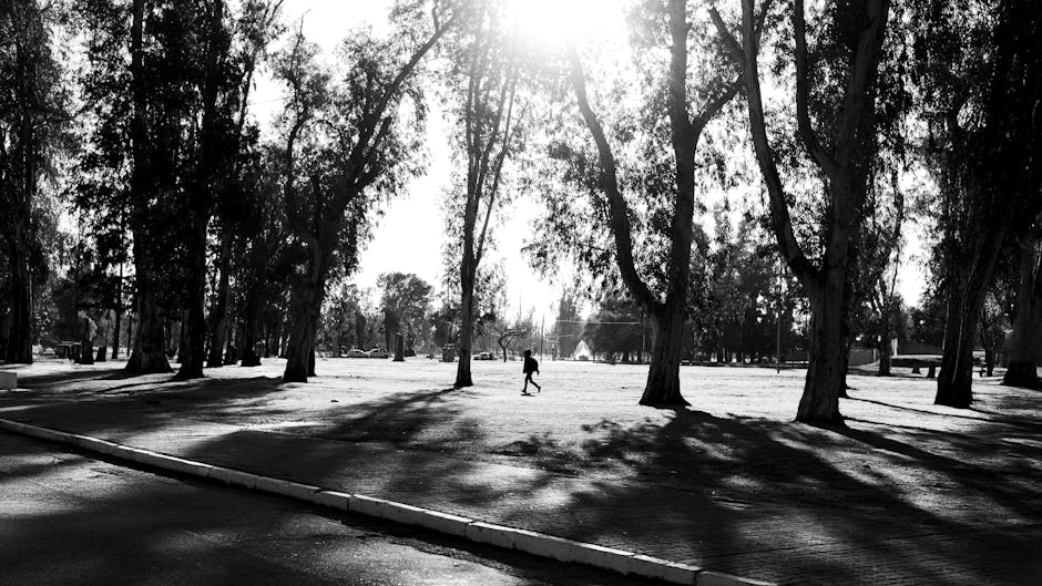 A person walking calmly through a tree-lined park path in warm afternoon sunlight